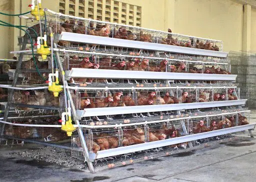 Image for Poultry battery cage system